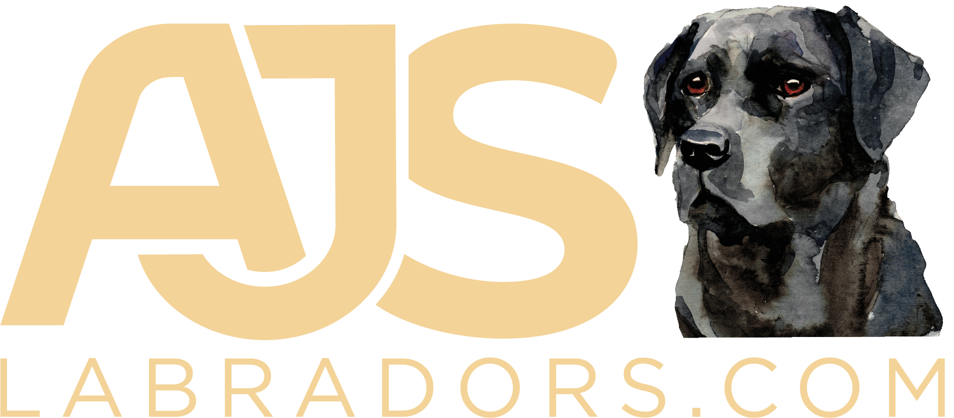 AJS Labradors